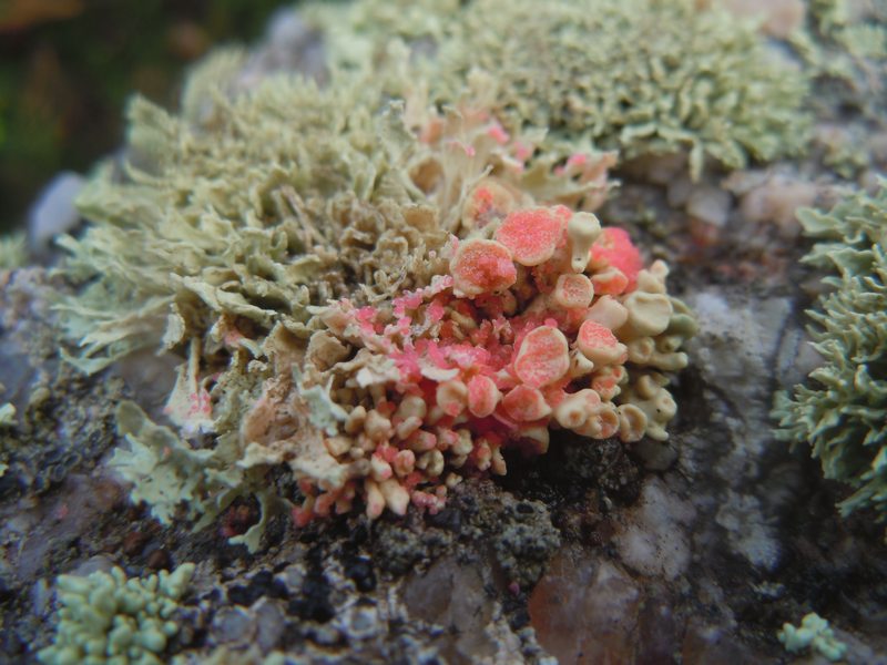 ....Funghi lichenicoli su Ramaline?